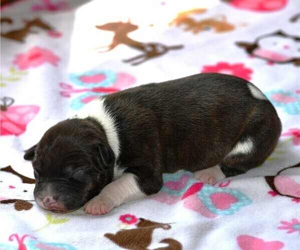 Medium Photo #13  Breeder Profile in PETERSBURG, PA, USA