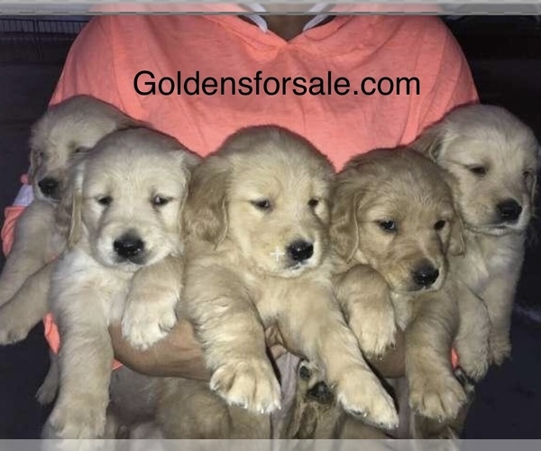 Medium Photo #2  Breeder Profile in HEMET, CA, USA
