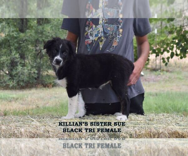 Medium Photo #16  Breeder Profile in CHANDLER, AZ, USA