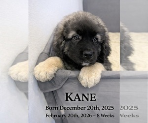 Caucasian Shepherd Dog Dog Breeder near AKELEY, MN, USA