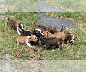 American Bully Dog Breeder near KILLEEN, TX, USA