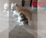 Small #1 Breeder Profile image