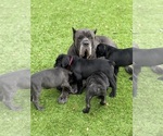 Small breeder photo