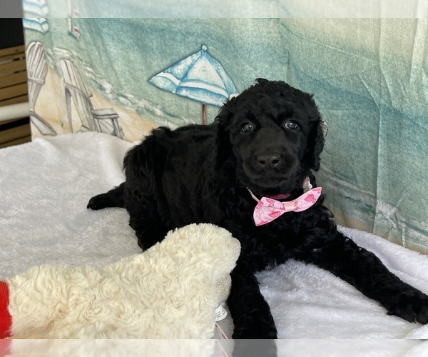 Medium Photo #1  Breeder Profile in PORT SAINT LUCIE, FL, USA