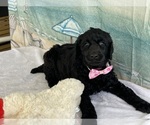 Small breeder photo