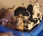 Small #22 Breeder Profile image