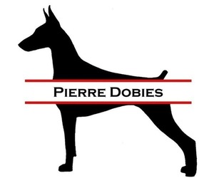 Doberman Pinscher Dog Breeder near LAKELAND, FL, USA