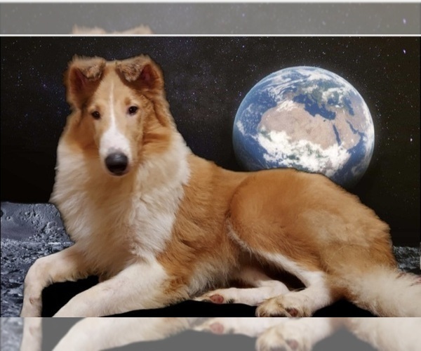 Medium Photo #1  Breeder Profile in SHREVEPORT, LA, USA