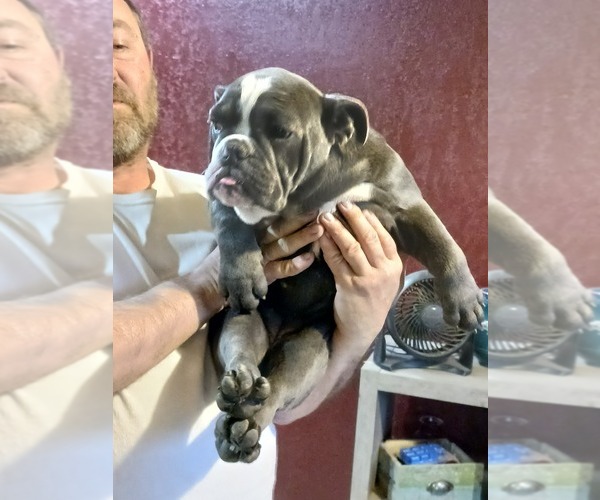 Medium Photo #3  Breeder Profile in MCALESTER, OK, USA