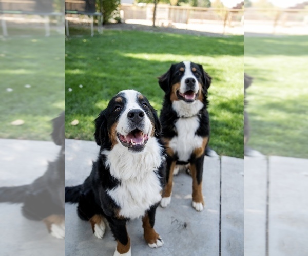 Medium Photo #1  Breeder Profile in BOISE, ID, USA