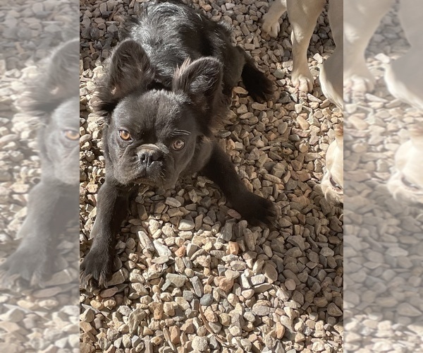 Medium Photo #7  Breeder Profile in PHOENIX, AZ, USA