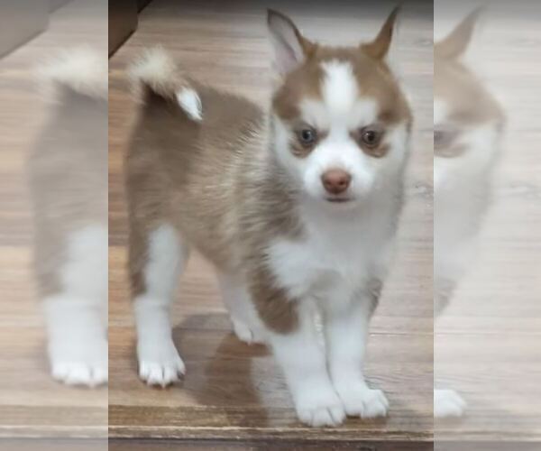 Medium Photo #2  Breeder Profile in OCALA, FL, USA