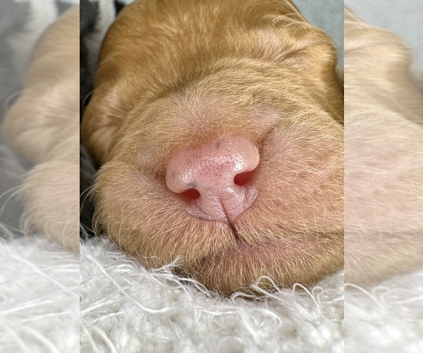 Medium Photo #30  Breeder Profile in POWELL, TN, USA