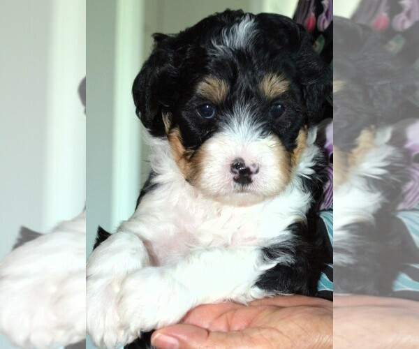 Medium Photo #14  Breeder Profile in MCALLEN, TX, USA