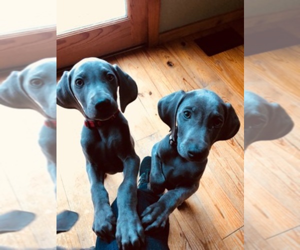 Medium Photo #1  Breeder Profile in PIGEON FORGE, TN, USA