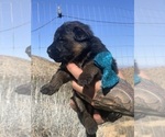 Small #57 Breeder Profile image