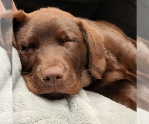 Labrador Retriever Dog Breeder near ALDERPOINT, CA, USA