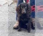 Small #2 Breeder Profile image