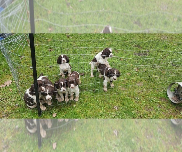 Medium Photo #1  Breeder Profile in TITUSVILLE, PA, USA