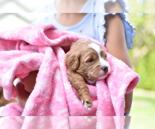 Medium Photo #2  Breeder Profile in MILLERSBURG, OH, USA
