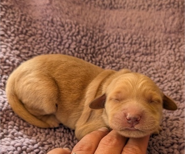 Medium Photo #13  Breeder Profile in DOLORES, CO, USA