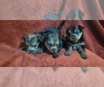 Small #287 Breeder Profile image