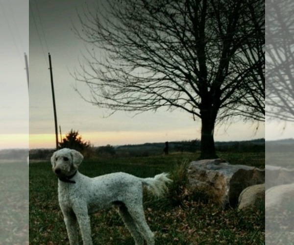 Medium Photo #1  Breeder Profile in MARYVILLE, MO, USA