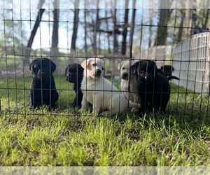 Medium Breeder Profile Photo