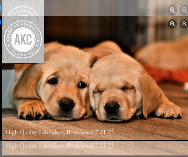 Medium Photo #1  Breeder Profile in BRENTWOOD, CA, USA
