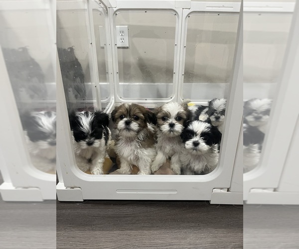 Medium Photo #1  Breeder Profile in DETROIT, MI, USA