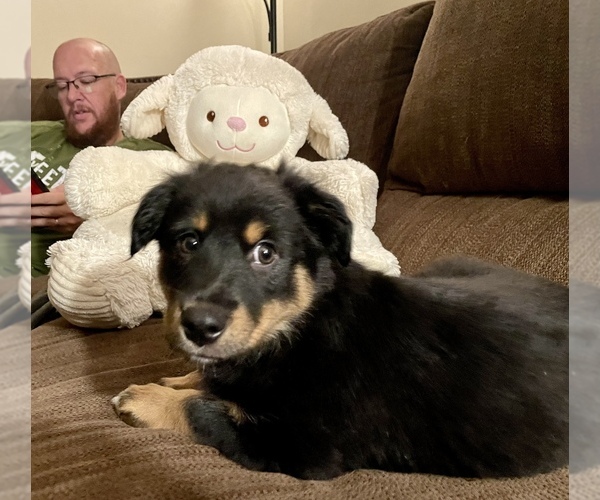 Medium Photo #9  Breeder Profile in JEFFERSONTOWN, KY, USA