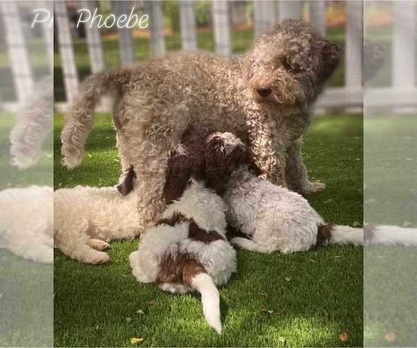Medium Photo #1  Breeder Profile in ARLINGTON HEIGHTS, IL, USA