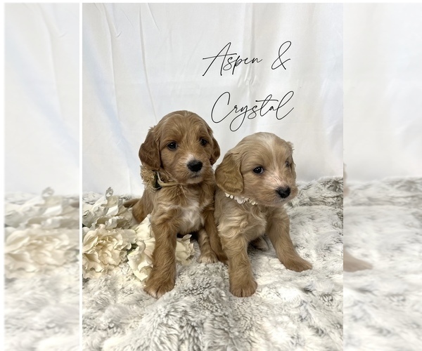 Medium Photo #6  Breeder Profile in RIVERTON, UT, USA