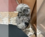 Small #4 Breeder Profile image