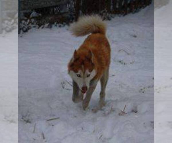 Medium Photo #1  Breeder Profile in WORTHINGTON, PA, USA