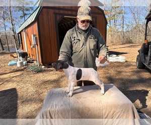 German Shorthaired Pointer Dog Breeder near LEXINGTON, SC, USA