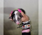 Small #19 Breeder Profile image