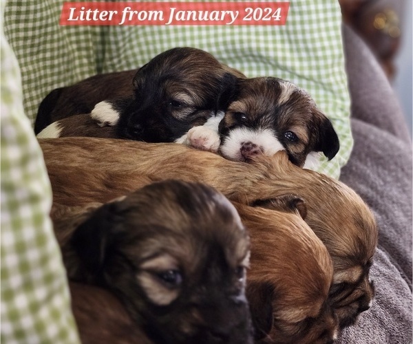 Medium Photo #7  Breeder Profile in ALBION, PA, USA