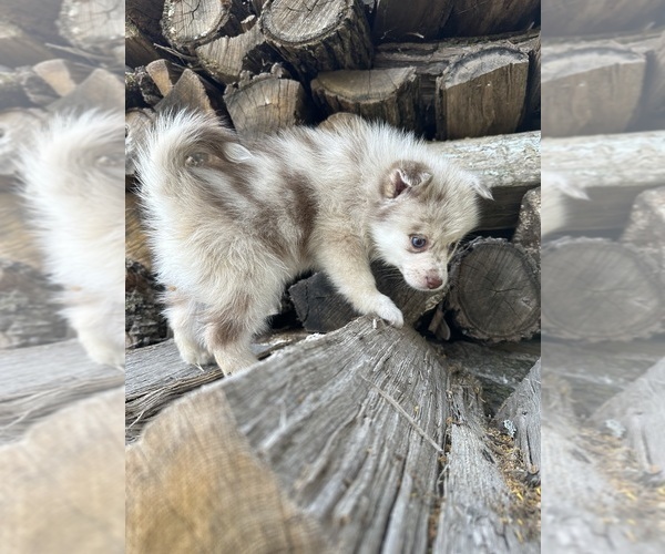 Medium Photo #32  Breeder Profile in STAPLES, MN, USA
