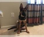 Small breeder photo