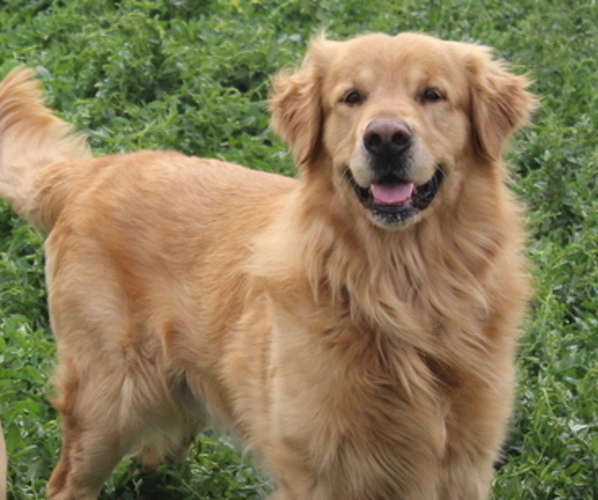 Medium Photo #1  Breeder Profile in TOWNER, CO, USA