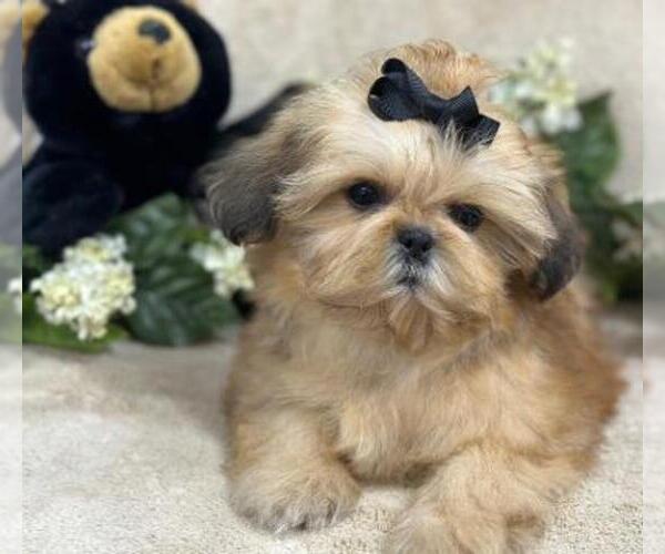 Medium Photo #1  Breeder Profile in Birch Tree, MO, USA