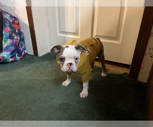 Medium Photo #13  Breeder Profile in BUCHANAN, VA, USA