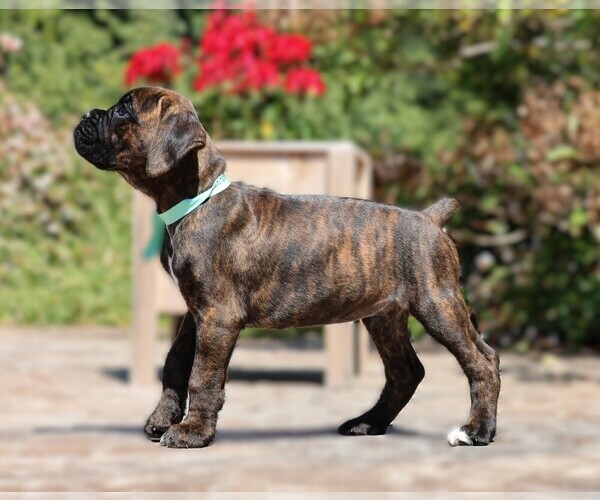 Medium Photo #5  Breeder Profile in MAYSVILLE, GA, USA