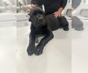 Cane Corso Dog Breeder near HESPERIA, CA, USA