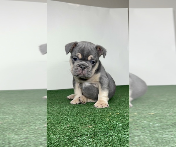 Medium Photo #1  Breeder Profile in TALLAHASSEE, FL, USA