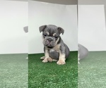 Small breeder photo