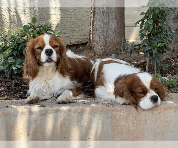 Medium Photo #2  Breeder Profile in QUEEN CREEK, AZ, USA