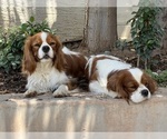 Small #1 Breeder Profile image