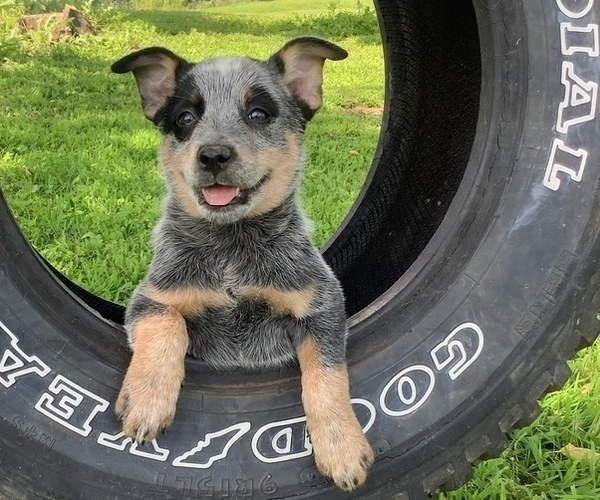 Medium Photo #1  Breeder Profile in HILLSBORO, WI, USA